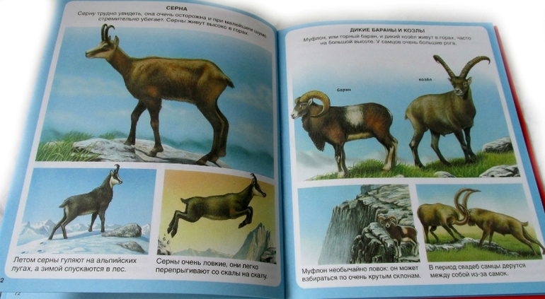 Животные - Твоя первая энциклопедия от Махаона