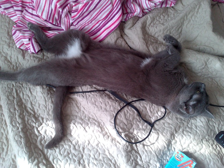 Сняли эмбарго с кота)