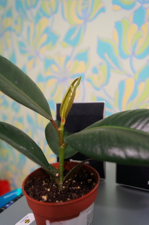 Мои питомцы