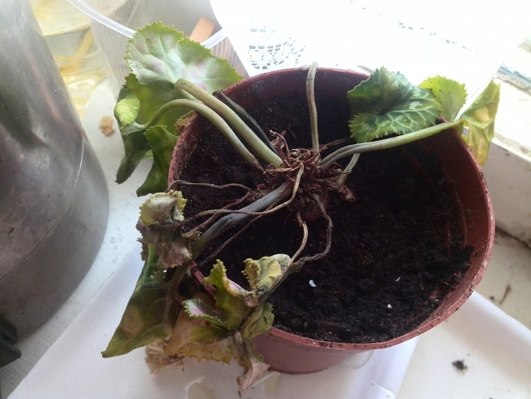 помогите спасти растюшки