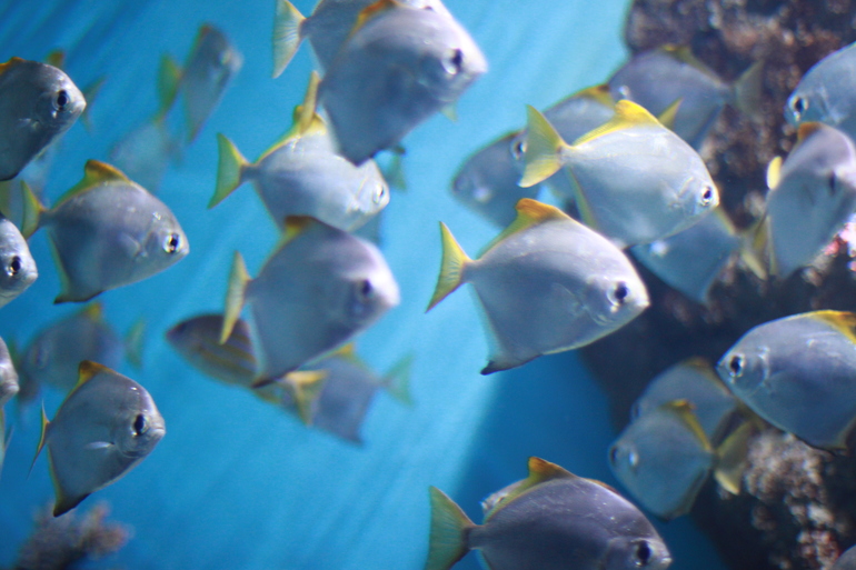 ТН "Подводный мир"