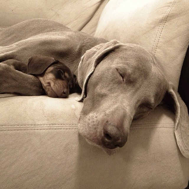 Собачья дружба