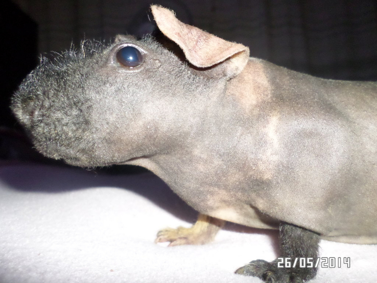 Моя любимая живность