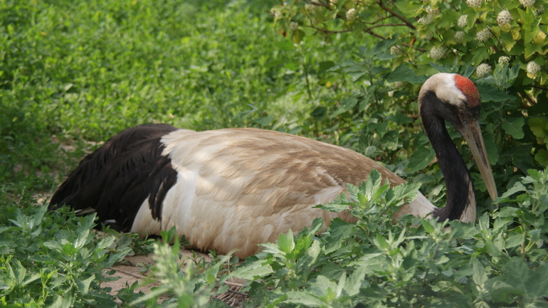 "Парк птиц" в деревне Воробьи Калужской области