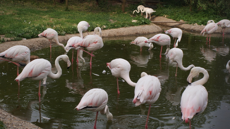 "Парк птиц" в деревне Воробьи Калужской области