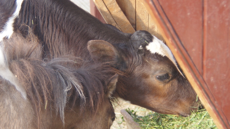 "Парк птиц" в деревне Воробьи Калужской области