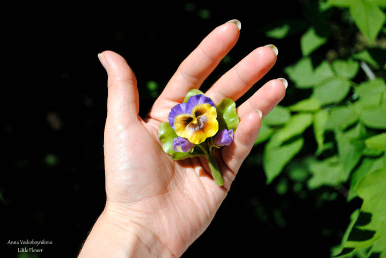 Брошь "Анютины глазки"