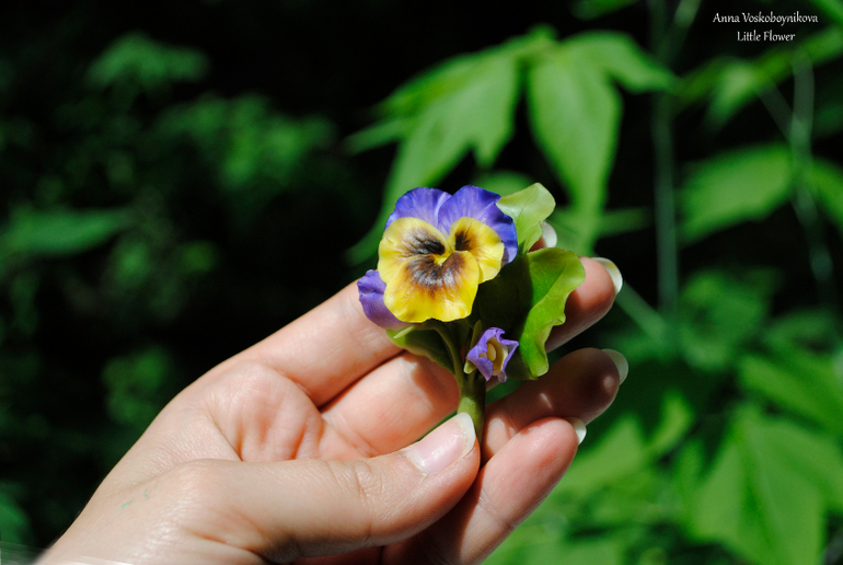 Брошь "Анютины глазки"