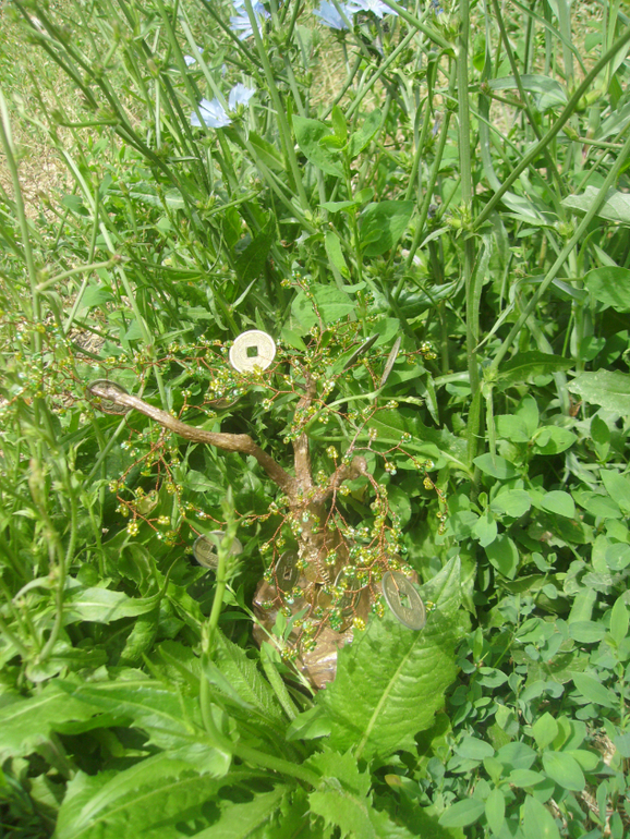 Денежное дерево.