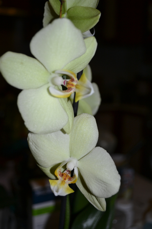 Пополнение в моем садике!