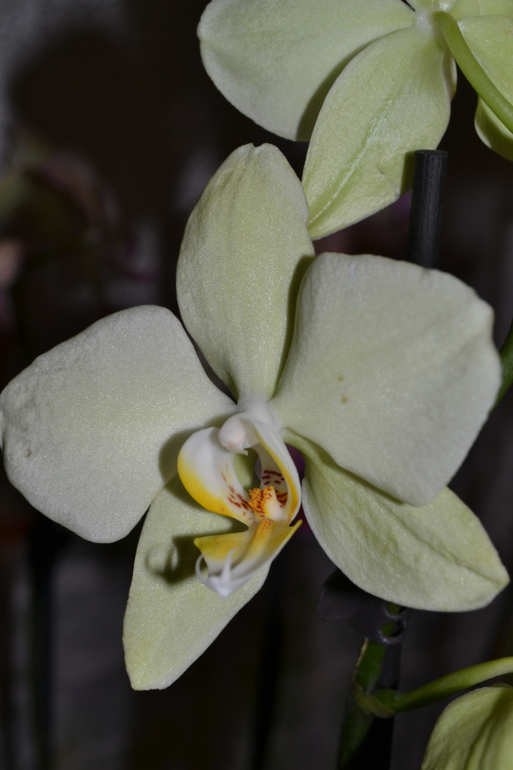 Пополнение в моем садике!