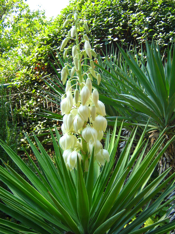 Мисхор. Дюльбер.