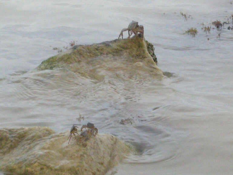 Коктебель, Новый Свет.