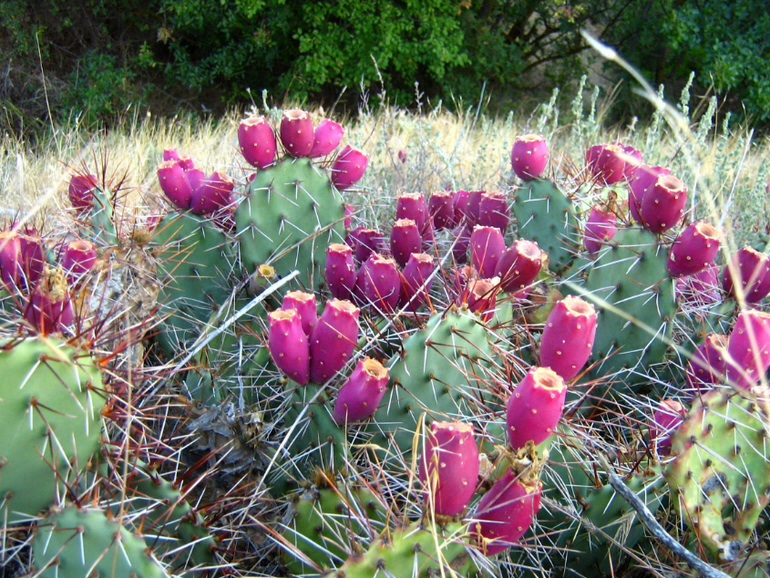Коктебель, Новый Свет.