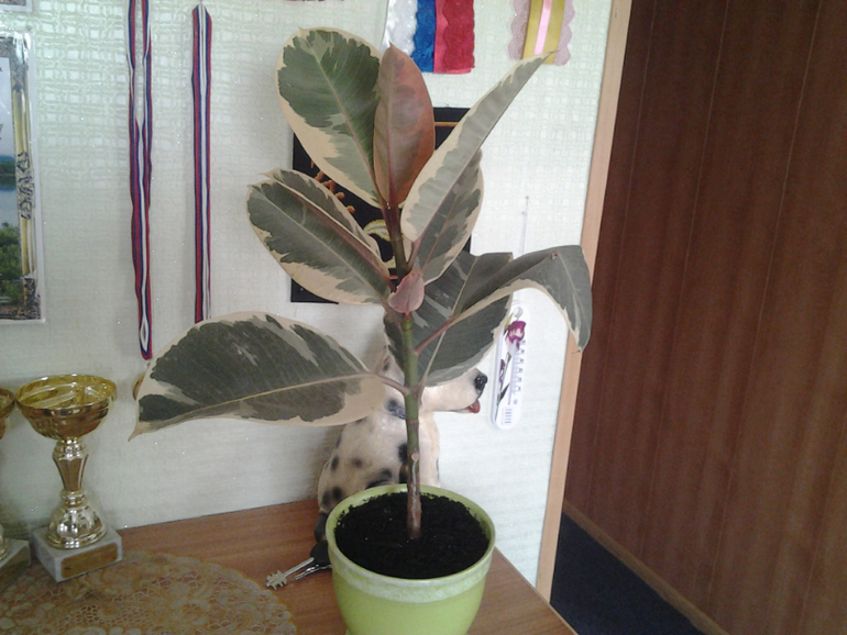 фикус каучуковый