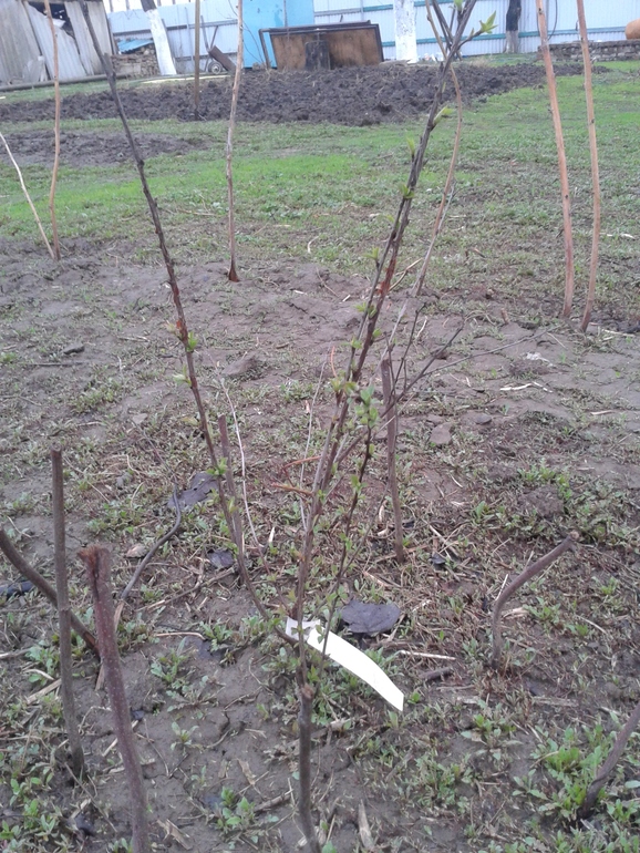 Ранняя весна