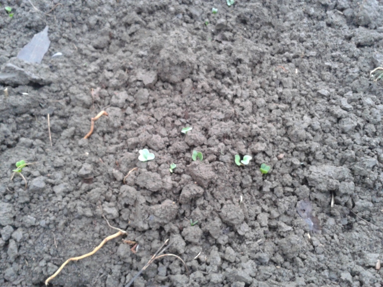 Ранняя весна