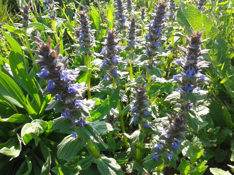 Моя радость