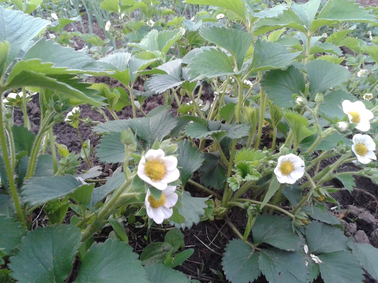 Моя радость