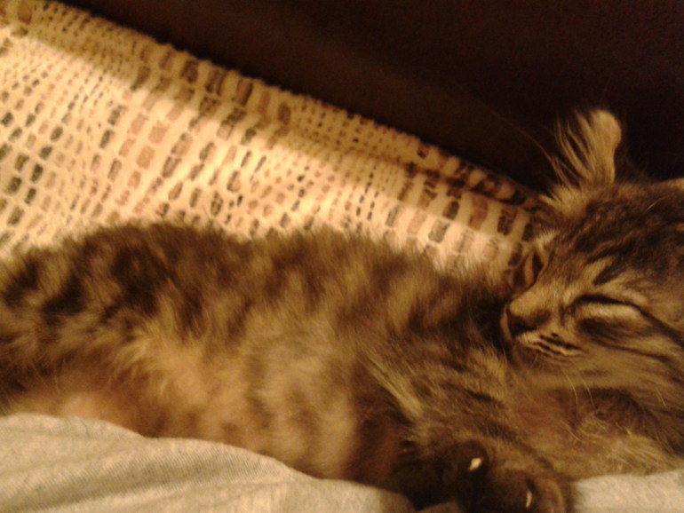 Пристраиваю нашего шилопопа