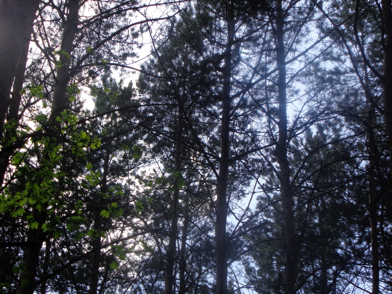 Гуляли в лесу