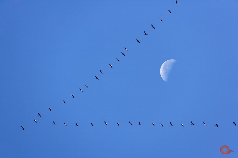 Кто куда? Фестиваль