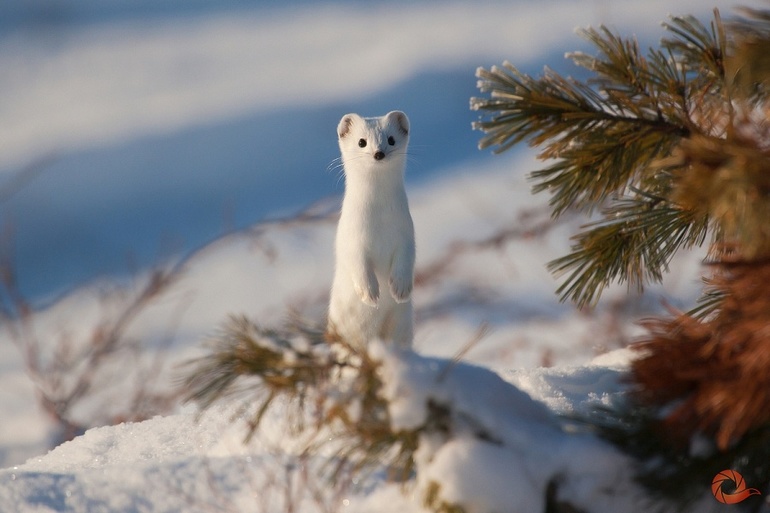 Кто куда? Фестиваль