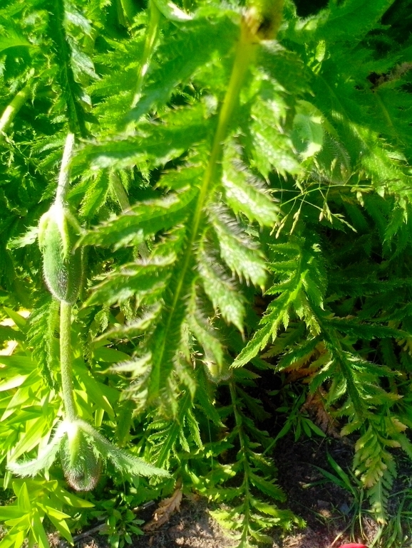 Что за чудо-цветочек?