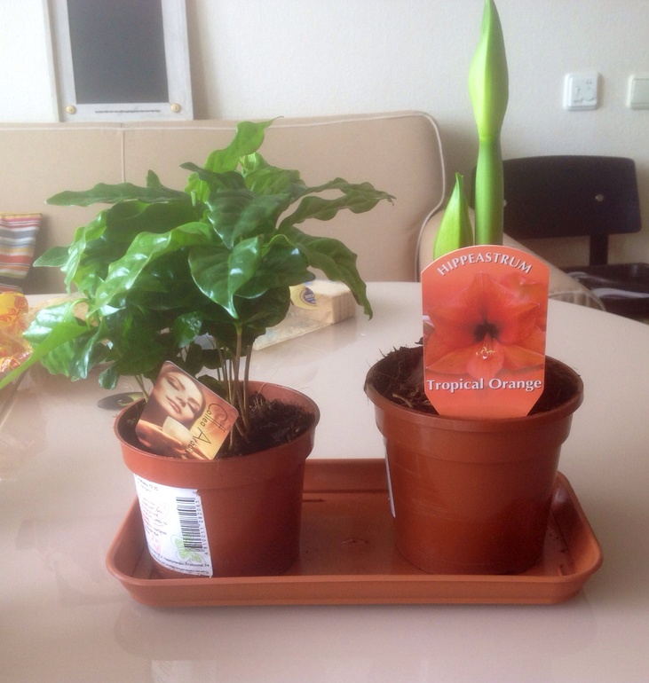 Подскажите по уходу...