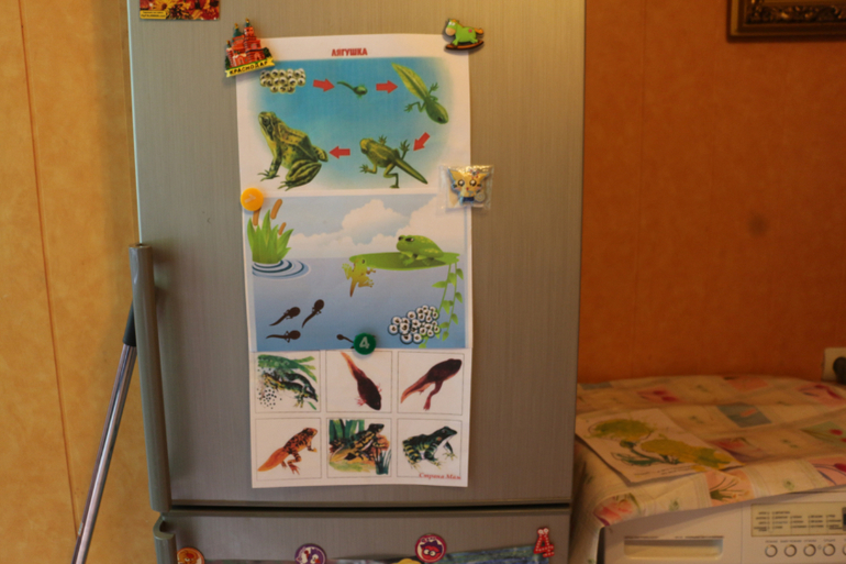 Отчет Лягушка