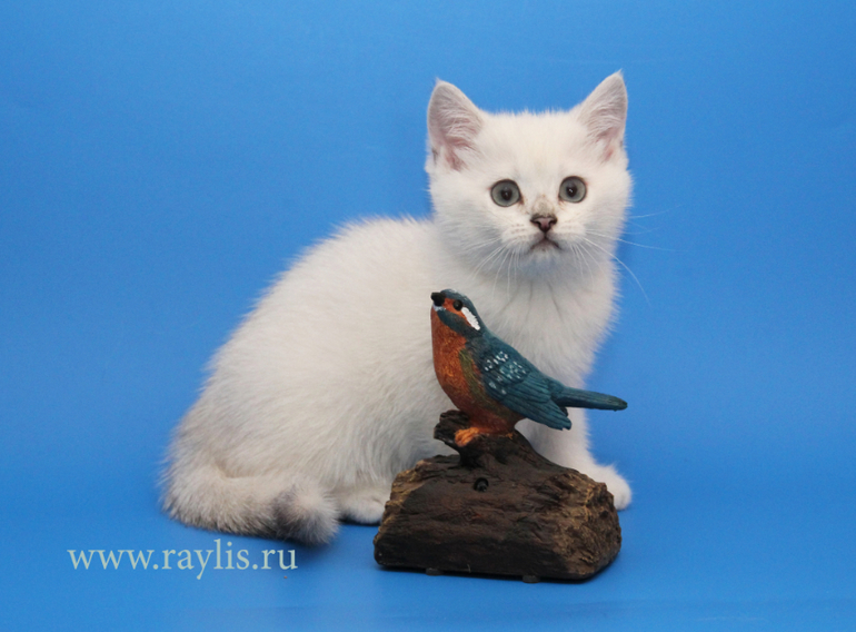 Британский серебристый котик