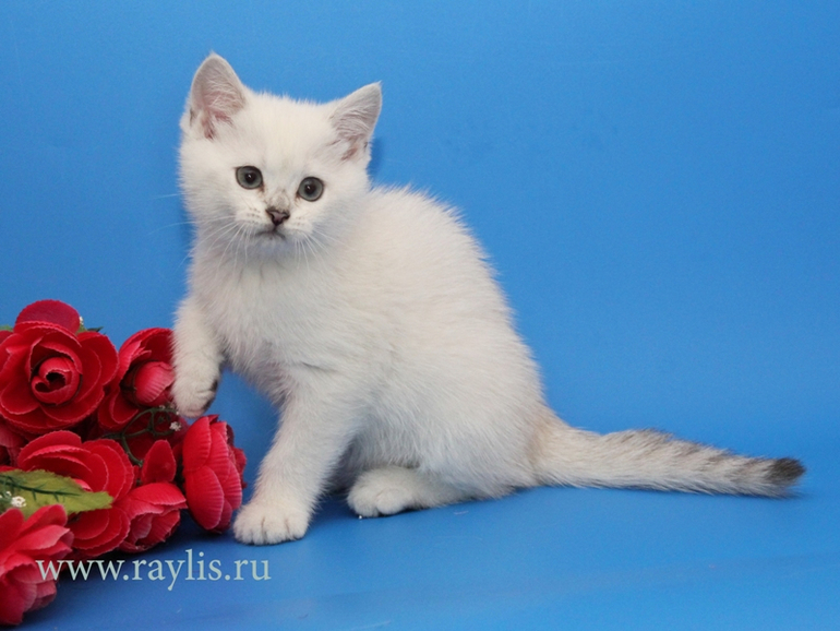 Британский серебристый котик