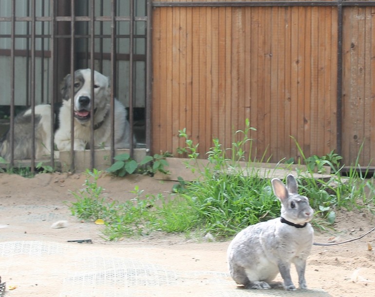 Алабайчик и зайчик)) Кадры дня))
