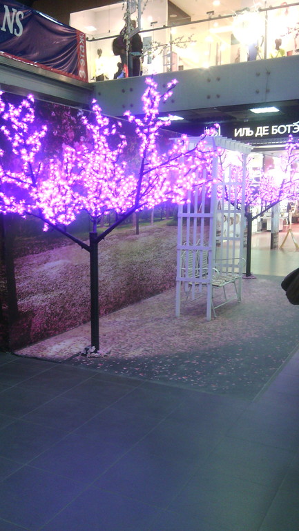 Торгушка цветет