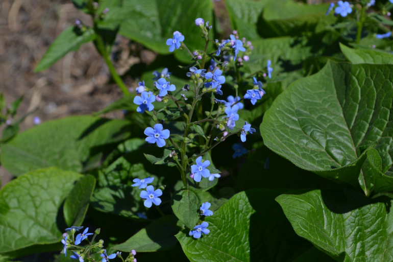 Сакура цветет, ну как сакура, вишня садовая и китайка ))))