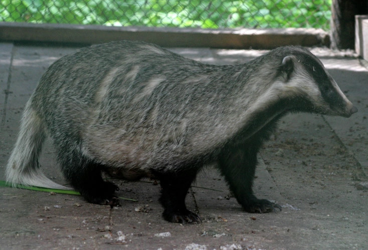 Томская Писаница! что соскучилась я по ней... (утомительный пост)
