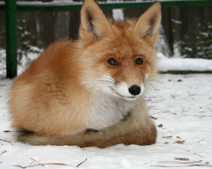 Томская Писаница! что соскучилась я по ней... (утомительный пост)