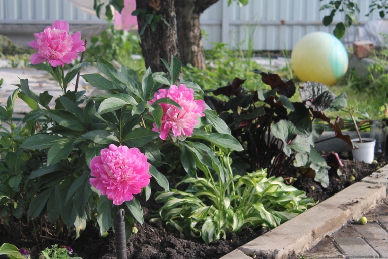 Цветы, цветочки на нашей даче ( немного фото часть 2)