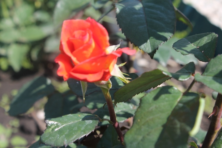 Цветы, цветочки на нашей даче ( немного фото часть 2)