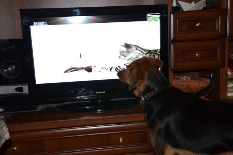 А ваши животные телевизор смотрят?