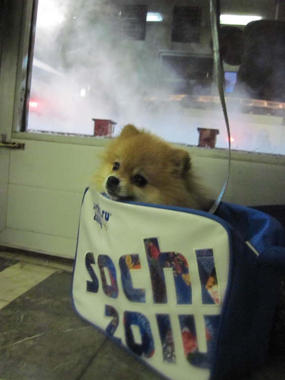 Афы в Лужниках.)