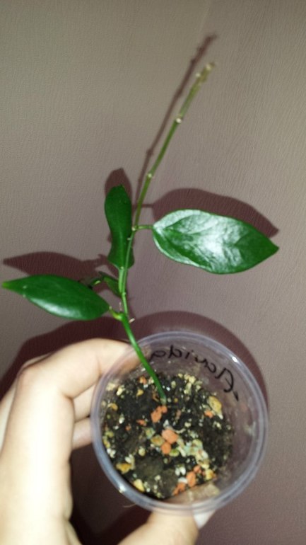 Продаю черенки Хойй. Очень красивоцветущие растения. Санкт-Петербург