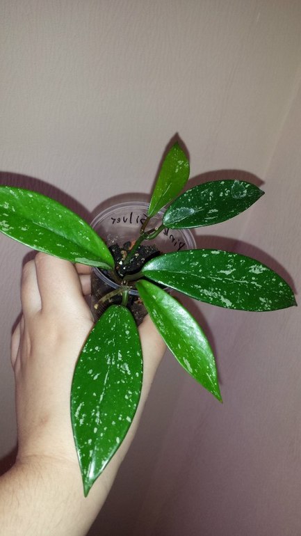 Продаю черенки Хойй. Очень красивоцветущие растения. Санкт-Петербург