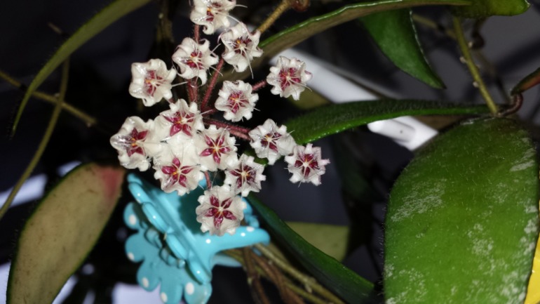 Hoya wallichii  и hoya flagellata.