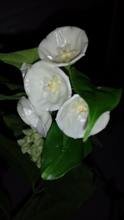 Hoya wallichii  и hoya flagellata.