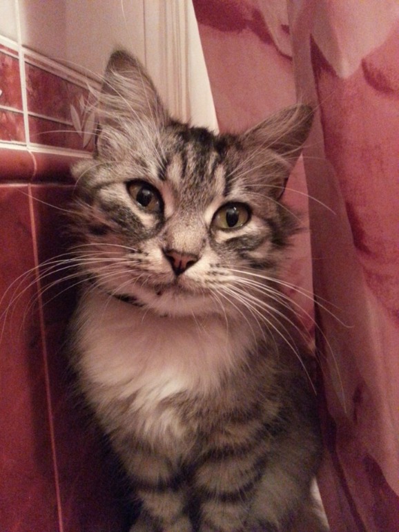 Моя красавица Маркиза!