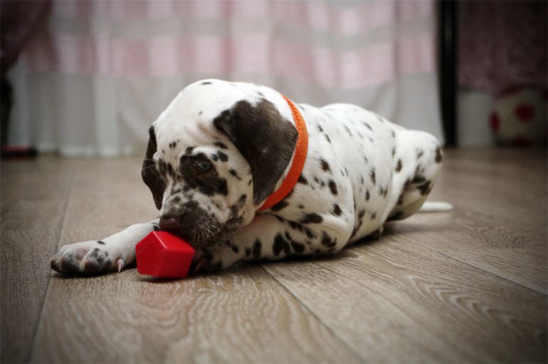 Это третья попытка! Надеюсь уже точно приживется!