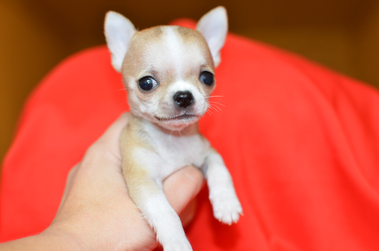 Скандипонедельник