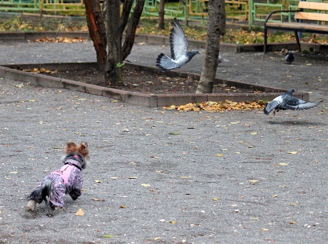 Мой любимый тЫрьер!