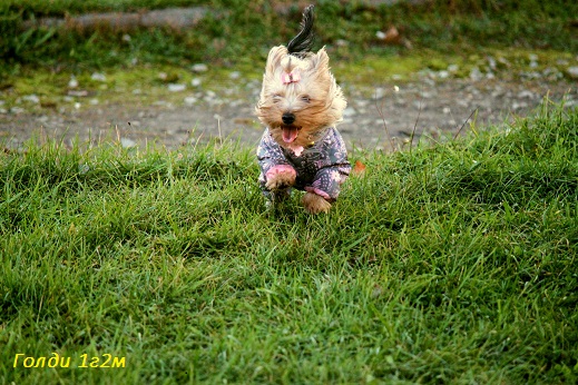 Мой любимый тЫрьер!